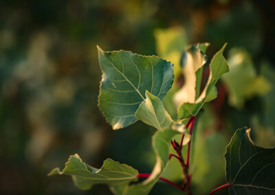 Eastern Cottonwood