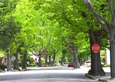 American Sweetgum